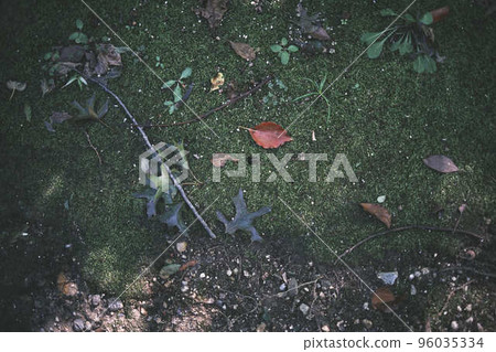 深綠色苔蘚上的落葉和樹枝 深綠色苔蘚上的落葉和樹枝 96035334