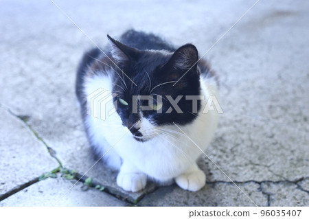 Monzen-cho cat Monzen-cho cat 96035407