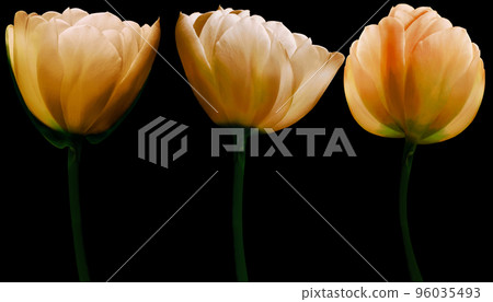 set yellow flowers tulips on the black isolated background with clipping path. Close-up. Flowers on the stem. Nature. set yellow flowers tulips on the black isolated background with clipping path. Close-up. Flowers on the stem. Nature. 96035493