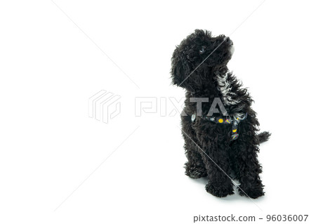 Black toy poodle puppy isolated on white background 96036007