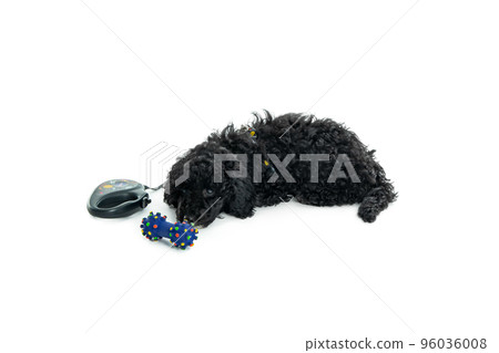 Black toy poodle puppy isolated on white background 96036008