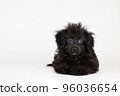 Mix puppy lying down and staring 96036654