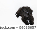 Mixed-breed puppy tilting its head while looking up 96036657