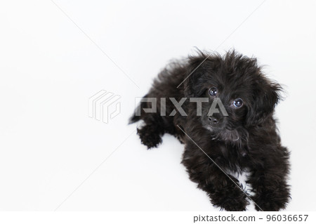 Mixed-breed puppy tilting its head while looking up Mixed-breed puppy tilting its head while looking up 96036657