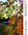 Beginning of autumn foliage heralding the arrival of autumn 96036877