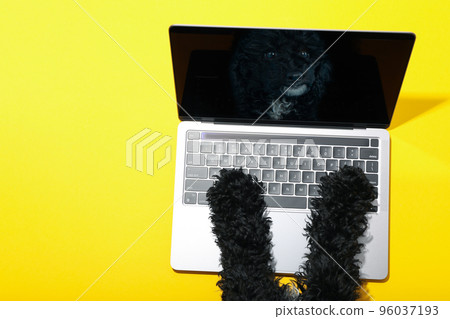 Dog paws on laptop with dog reflection on yellow background 96037193