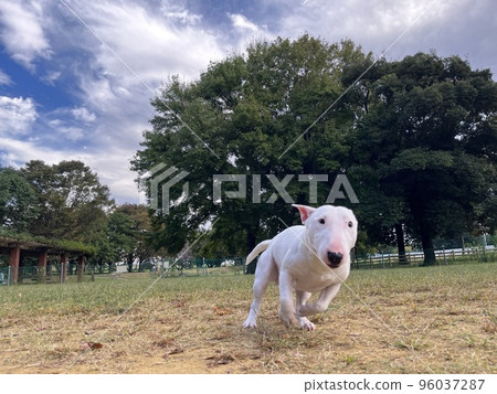 跑在狗跑的微型鬥牛犬 跑在狗跑的微型鬥牛犬 96037287