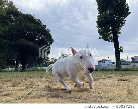 跑在狗跑附近的一隻微型鬥牛犬 跑在狗跑附近的一隻微型鬥牛犬 96037288