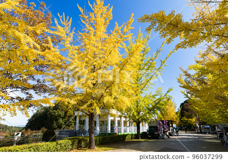 埼玉縣大賀野町秩父繆斯公園 Sky Road 銀杏樹 96037299