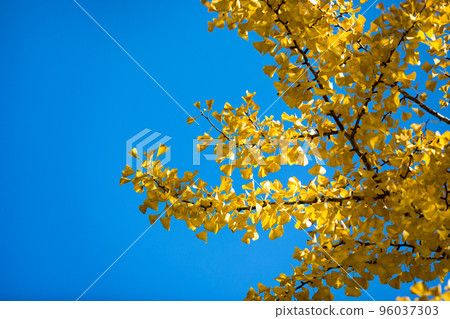 埼玉縣大賀野町秩父繆斯公園 Sky Road 銀杏樹 埼玉縣大賀野町秩父繆斯公園 Sky Road 銀杏樹 96037303