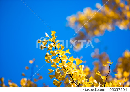 埼玉縣大賀野町秩父繆斯公園 Sky Road 銀杏樹 埼玉縣大賀野町秩父繆斯公園 Sky Road 銀杏樹 96037304