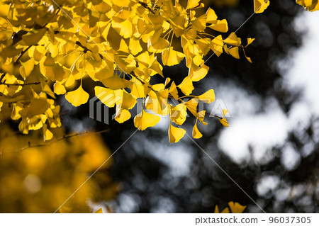 埼玉縣大賀野町秩父繆斯公園 Sky Road 銀杏樹 埼玉縣大賀野町秩父繆斯公園 Sky Road 銀杏樹 96037305