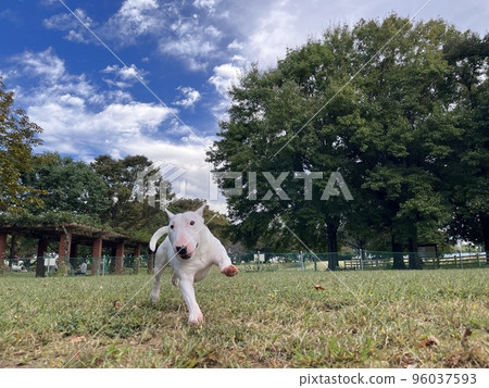 迷你鬥牛梗在狗跑中玩得開心 迷你鬥牛梗在狗跑中玩得開心 96037593