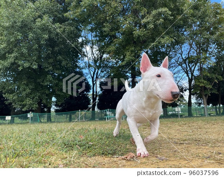 走在狗跑的微型鬥牛梗 走在狗跑的微型鬥牛梗 96037596