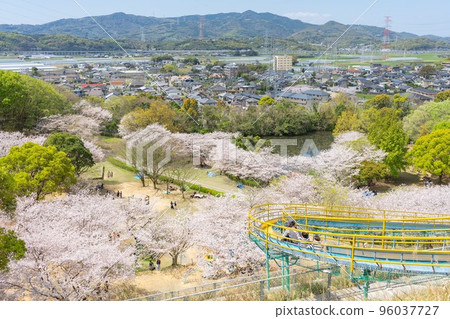 從公園看到的櫻花 96037727