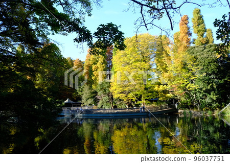 秋天的井之頭公園，已經開始變色的樹木倒映在湖面上 96037751