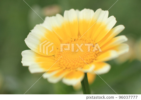 a close up of a white and yellow daisy, the nature back ground a close up of a white and yellow daisy, the nature back ground 96037777