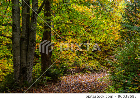 beautiful autumn beech forest. Carpathians in Ukraine. Dovbush rocks beautiful autumn beech forest. Carpathians in Ukraine. Dovbush rocks 96038685