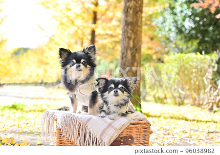A close-up of a good friend Chihuahua looking at the camera and a row of ginkgo trees 96038982