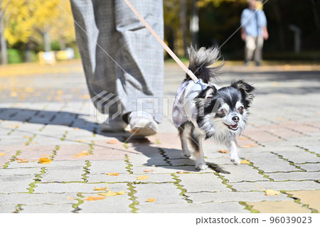 Chihuahua enjoying a walk with her owner Chihuahua enjoying a walk with her owner 96039023