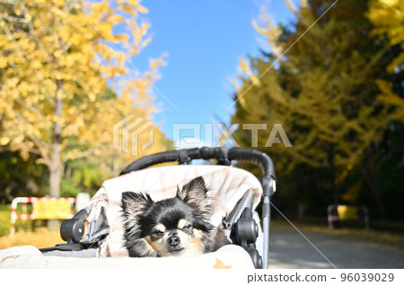 一隻高級吉娃娃睡在狗推車裡 一隻高級吉娃娃睡在狗推車裡 96039029