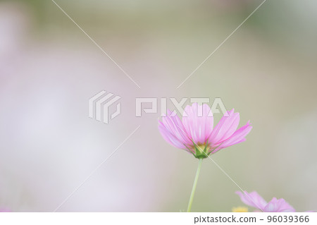 beautiful pink cosmos flowers in close up beautiful pink cosmos flowers in close up 96039366