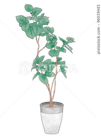 室內使用的大型室內植物插圖素材 96039485