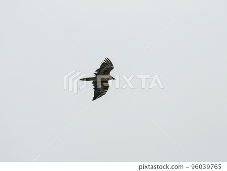 Profile of flying bearded vulture or Lammergeyer against cloudy mountain sky. Profile of flying bearded vulture or Lammergeyer against cloudy mountain sky. 96039765