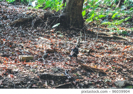 a Beech Tree Roots in the Forest at nature a Beech Tree Roots in the Forest at nature 96039904