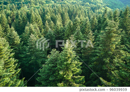 Aerial view of green pine forest with dark spruce trees. Nothern woodland scenery from above Aerial view of green pine forest with dark spruce trees. Nothern woodland scenery from above 96039939