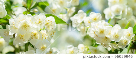 jasmine flowers in a garden 96039946