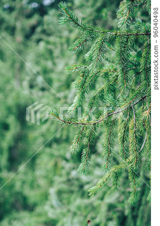 Green branch of the Tien Shan spruce Green branch of the Tien Shan spruce 96040498