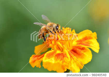 一隻蜜蜂 96040540