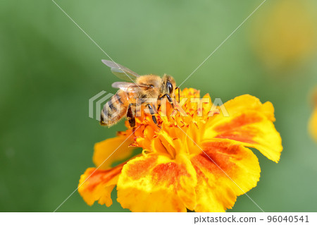 一隻蜜蜂 一隻蜜蜂 96040541