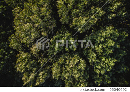 Aerial view. Autumn forest. Drone flyover. Brown canopy of trees from above Aerial view. Autumn forest. Drone flyover. Brown canopy of trees from above 96040692