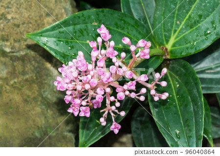 盛開的多花野牡丹藤 96040864