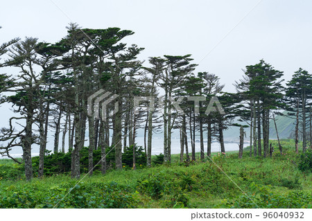 coastal landscape of Kunashir island with woodlands curved by the wind coastal landscape of Kunashir island with woodlands curved by the wind 96040932