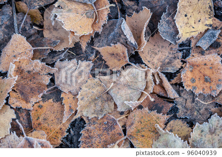 background of autumn leaves in the frost background of autumn leaves in the frost 96040939