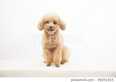 Smile toy poodle 96041854