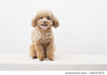 Smile toy poodle 96041855