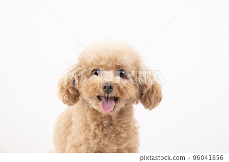 微笑玩具貴賓犬 微笑玩具貴賓犬 96041856