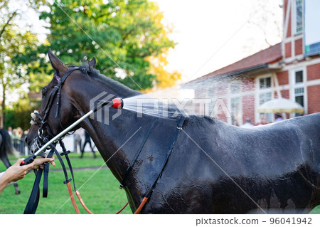 Thoroughbred horse is being washed after racing competition near crowd of people 96041942