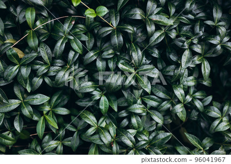 Periwinkle or Vinca minor Bowles in a Country Cottage Garden. Beautiful nature green background Periwinkle or Vinca minor Bowles in a Country Cottage Garden. Beautiful nature green background 96041967