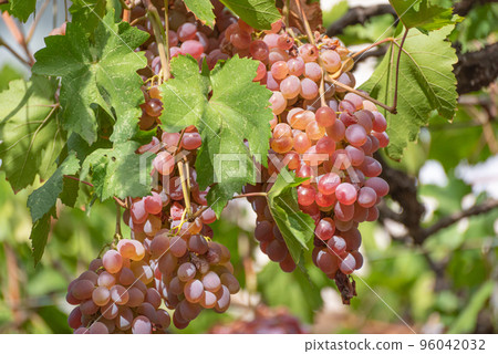 Bunch of pink grapes hanging from the vine in autumn in Tbilisi, Georgia Bunch of pink grapes hanging from the vine in autumn in Tbilisi, Georgia 96042032