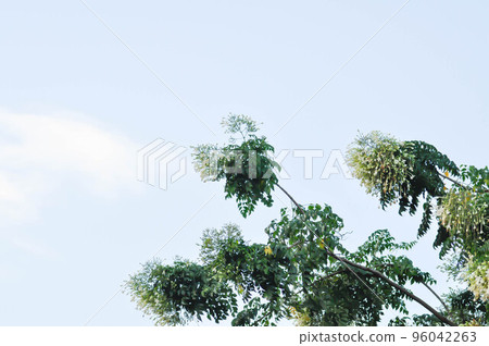 Cork tree, Indian cork tree or Millingtonia hortensis Linn or BIGNONIACEAE plant and sky 96042263