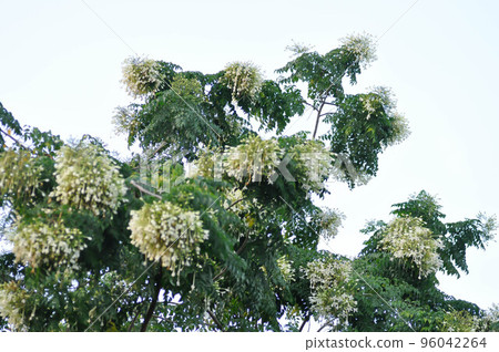 Cork tree, Indian cork tree or Millingtonia hortensis Linn or BIGNONIACEAE plant and sky 96042264