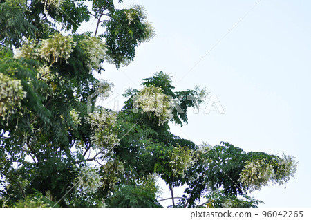 Cork tree, Indian cork tree or Millingtonia hortensis Linn or BIGNONIACEAE plant and sky Cork tree, Indian cork tree or Millingtonia hortensis Linn or BIGNONIACEAE plant and sky 96042265