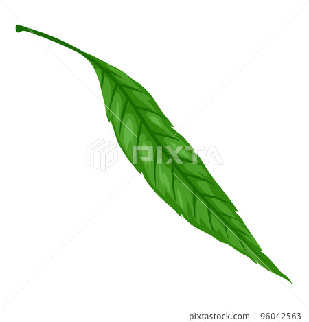 Illustration of spring willow leaf. Beautiful decorative plant. Illustration of spring willow leaf. Beautiful decorative plant. 96042563