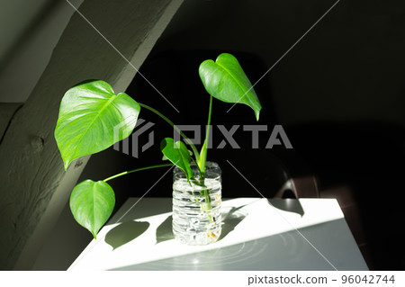 Young plant of Monstera deliciosa in water -... - Stock Photo [96042744] -  PIXTA