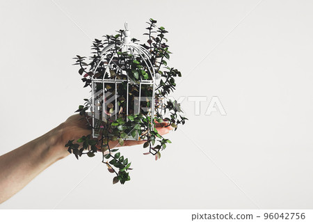 Hand holding callisia plant in a white cage, home gardening and plant home decoration concept, copy space Hand holding callisia plant in a white cage, home gardening and plant home decoration concept, copy space 96042756